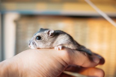 Şirin Djungarian hamster görüntüsü (safiri ladin))