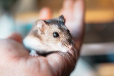 Şirin Djungarian hamster görüntüsü (safiri ladin))