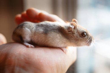 Şirin Djungarian hamster görüntüsü (safiri ladin))