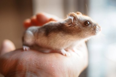 Şirin Djungarian hamster görüntüsü (safiri ladin))