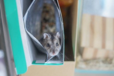 Şirin Djungarian hamster görüntüsü (safiri ladin))