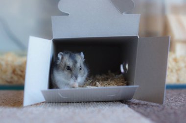 Şirin Djungarian hamster görüntüsü (safiri ladin))