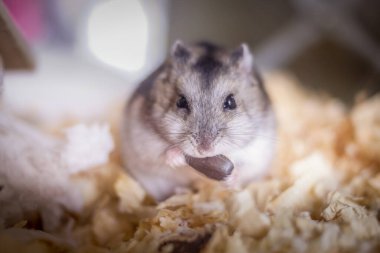 Şirin Djungarian hamster görüntüsü (safiri ladin))