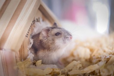Şirin Djungarian hamster görüntüsü (safiri ladin))
