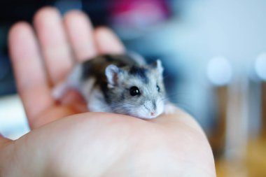 Şirin Djungarian hamster görüntüsü (safiri ladin))