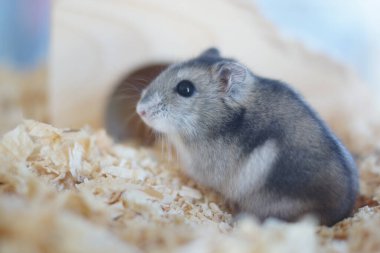 Şirin Djungarian hamster görüntüsü (safiri ladin))