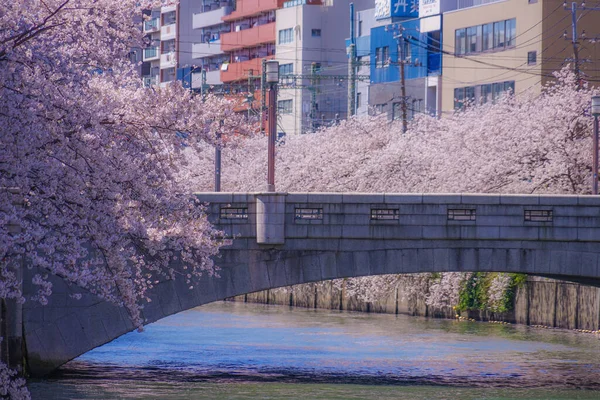 Cerezo Plena Floración Del Río Ooka Purobunado — Foto de Stock