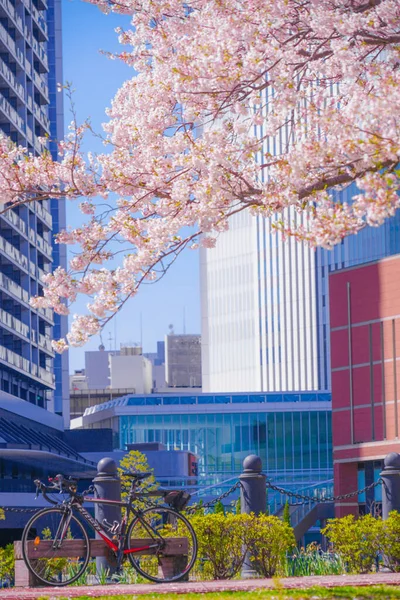 Sakura Och Yokohama Minato Mirai Hustak Full Blom — Stockfoto