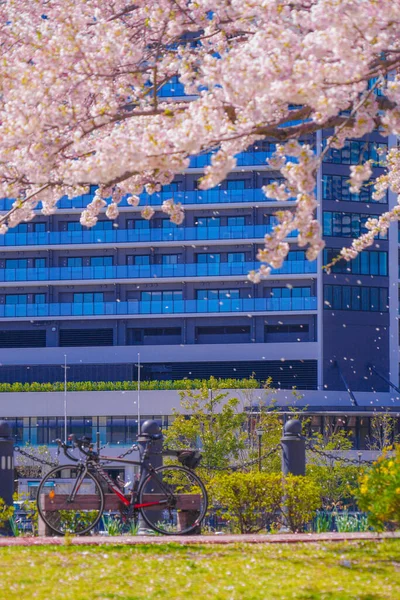 Sakura Jokohama Minato Mirai Střechy Plné Květu — Stock fotografie