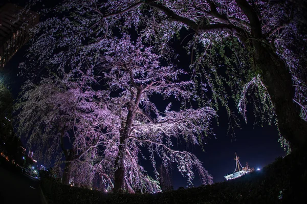 Park Wiśniowy Yamashita Hikawamaru — Zdjęcie stockowe