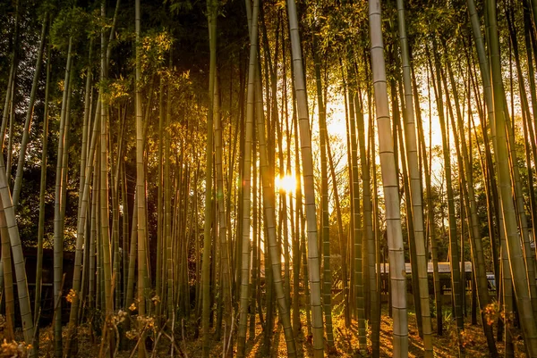 Бамбуковый Лес Изображения Которое Освещалось Заходящим Солнцем — стоковое фото