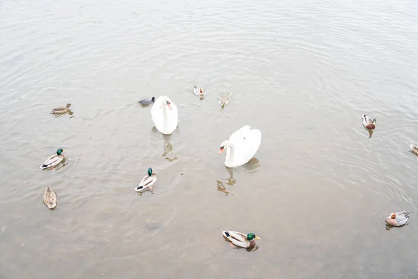 Image Lac Des Cygnes Yamanaka — Photo