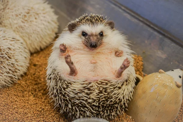 Cute Image Hedgehog Four Toed Hedgehog — Stock Photo, Image