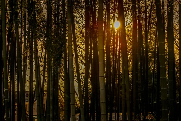 Bambuswald Des Bildes Das Von Der Untergehenden Sonne Beleuchtet Wurde — Stockfoto