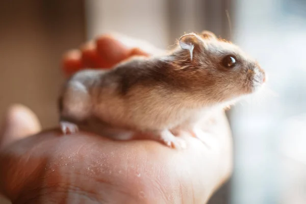 Şirin Djungarian Hamster Görüntüsü Safiri Ladin — Stok fotoğraf