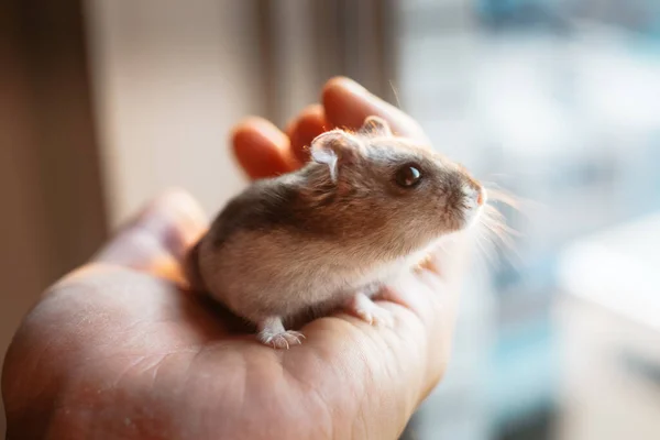 Schattig Djungarian Hamster Beeld Sprue Saffier — Stockfoto