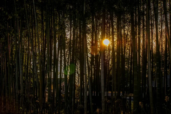 Бамбуковый Лес Изображения Которое Освещалось Заходящим Солнцем — стоковое фото