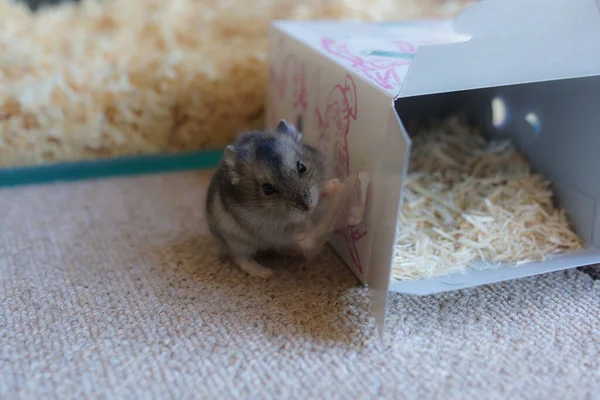 Şirin Djungarian hamster görüntüsü (safiri ladin))