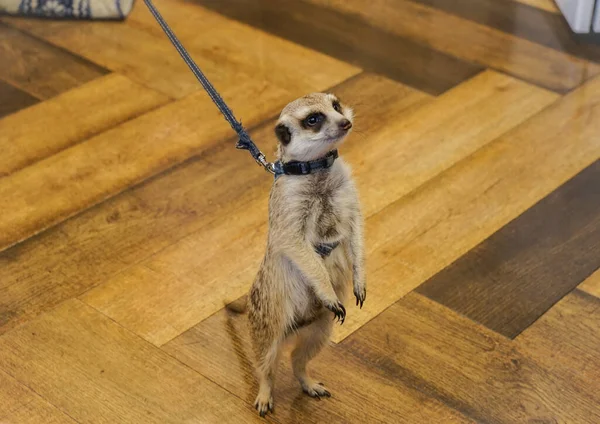 very Cute meerkat (standing figure)