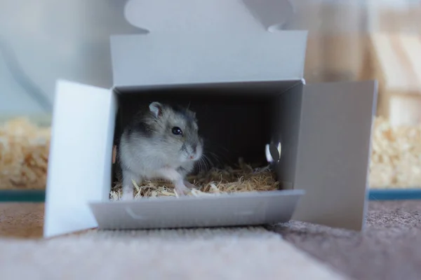 Schattig Djungarian Hamster Beeld Sprue Saffier — Stockfoto