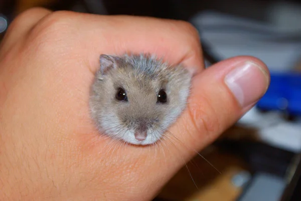 Schattig Djungarian Hamster Beeld Sprue Saffier — Stockfoto