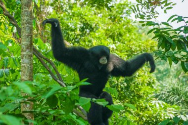 Siamang resmi (Singapur Hayvanat Bahçesi)