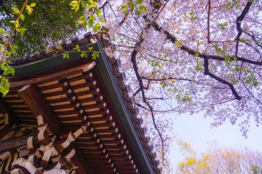 Kanun adamı Sakura Aketera (Toshima-ku, Tokyo)