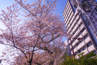 Kanun adamı Sakura Aketera (Toshima-ku, Tokyo)