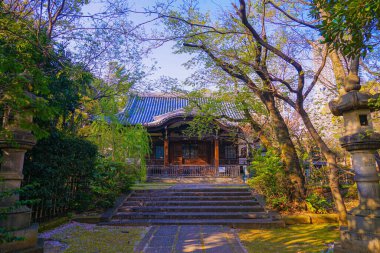 Kanun adamı Sakura Aketera (Toshima-ku, Tokyo)