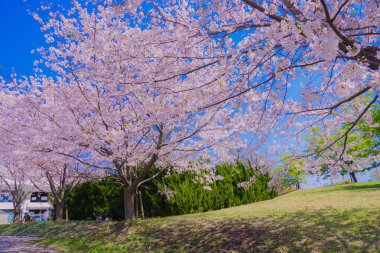 Kasai Sahil Parkı 'nın çiçek açan kiraz ağacı.