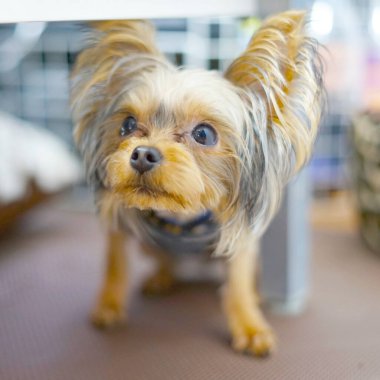 Şirin Yorkshire Teriyeri (yoldaş hayvanlar))