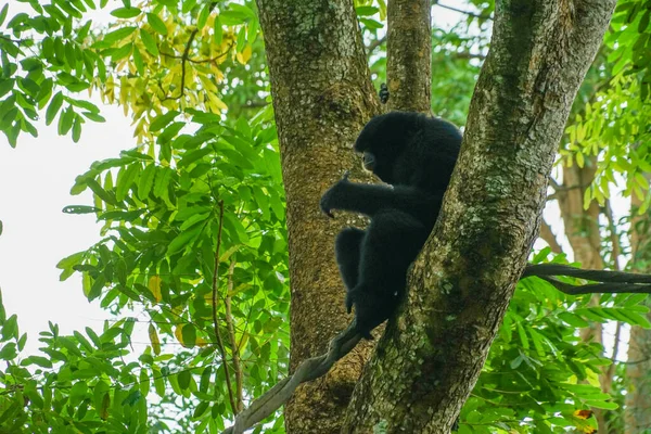 Siamang Image Singapore Zoo — 스톡 사진