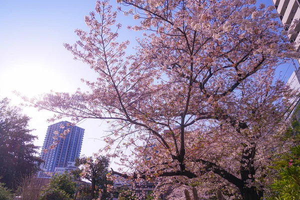 Сакура Закона Акетера Мбаппе Токио — стоковое фото