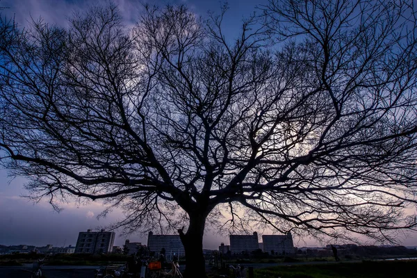 Sílhueta Árvores Céu Tama — Fotografia de Stock