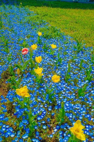 Nemophila Tulip Flower Beds Kasai Seaside Park — Stock Photo, Image