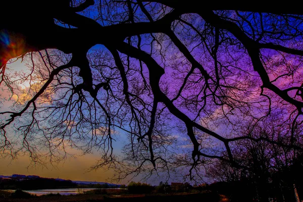 Bäume Silhouette Und Der Himmel Tama — Stockfoto