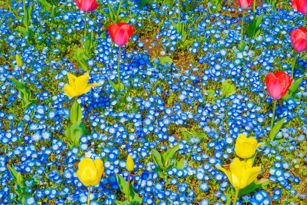 Nemophila Paturi Flori Lalele Kasai Seaside Park — Fotografie, imagine de stoc