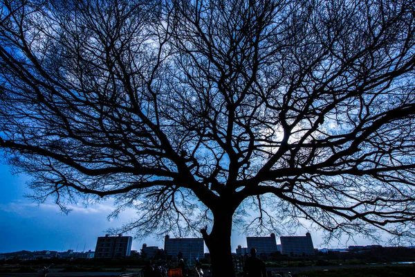 Pohon Siluet Dan Langit Tama — Stok Foto