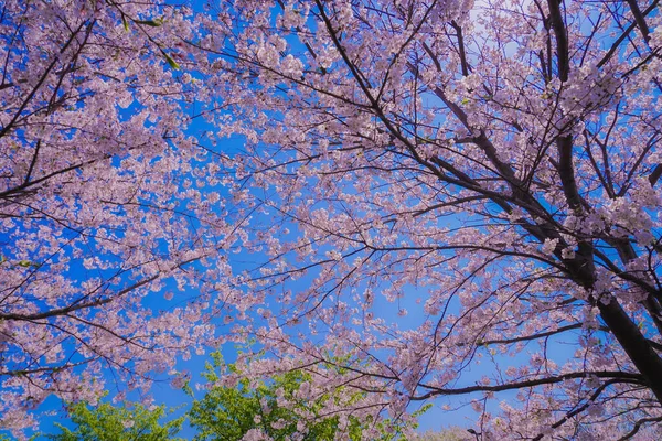 Cerezo Plena Floración Kasai Seaside Park — Foto de Stock