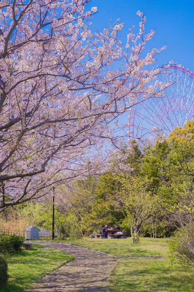 Kersenboom Volle Bloei Van Kasai Seaside Park — Stockfoto