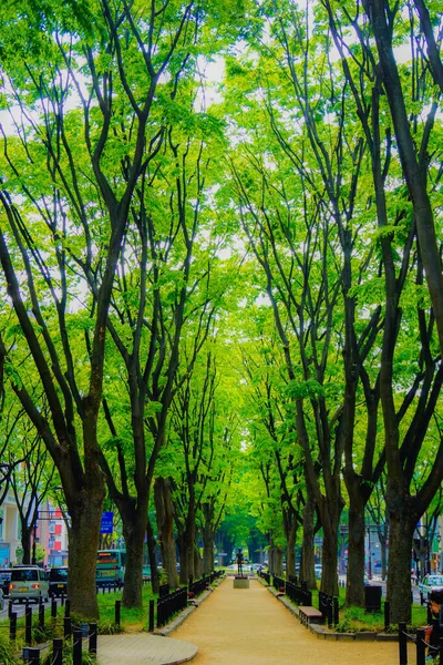 Jozenji Fresh Green Miyagi Prefecture Sendai City — Stock Photo, Image