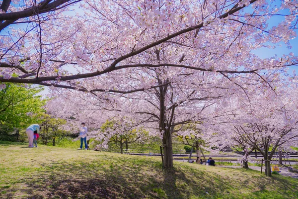 Kersenboom Volle Bloei Van Kasai Seaside Park — Stockfoto