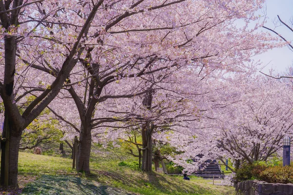 Вишні Дерева Повному Цвіті Приморському Парку Касаї — стокове фото