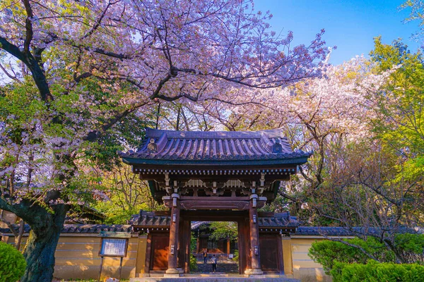 stock image Sakura of law Aketera (Toshima-ku, Tokyo)