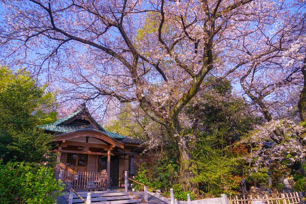Sakura Lei Aketera Toshima Tóquio — Fotografia de Stock
