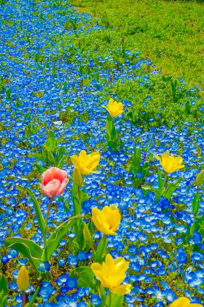 Nemophila Aiuole Tulipano Kasai Seaside Park — Foto Stock