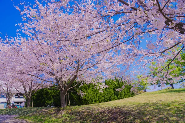 开赛海滨公园盛开的樱桃树 — 图库照片