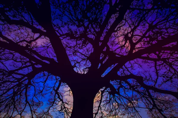 Sílhueta Árvores Céu Tama — Fotografia de Stock