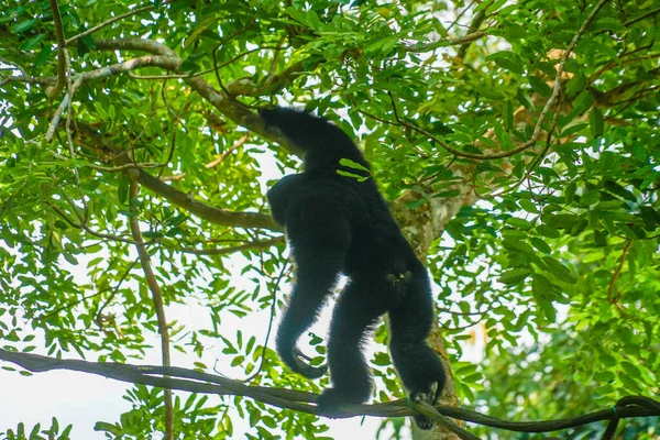 Siamang Image Singapore Zoo — Stock Photo, Image