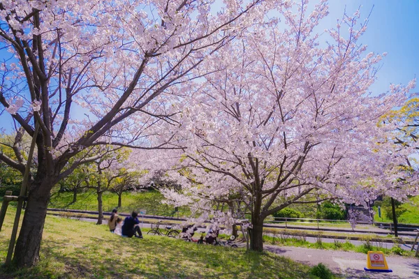 카사이 시사이드 공원의 벚나무 — 스톡 사진
